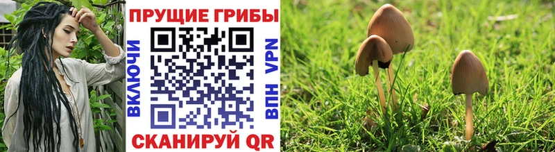 Галлюциногенные грибы Cubensis  Питкяранта 